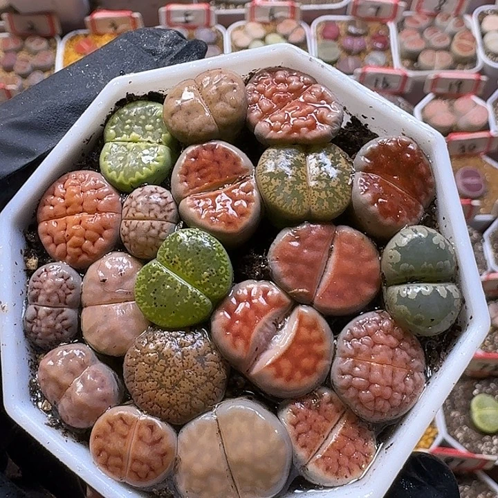 福利无售后2:：/。  15号