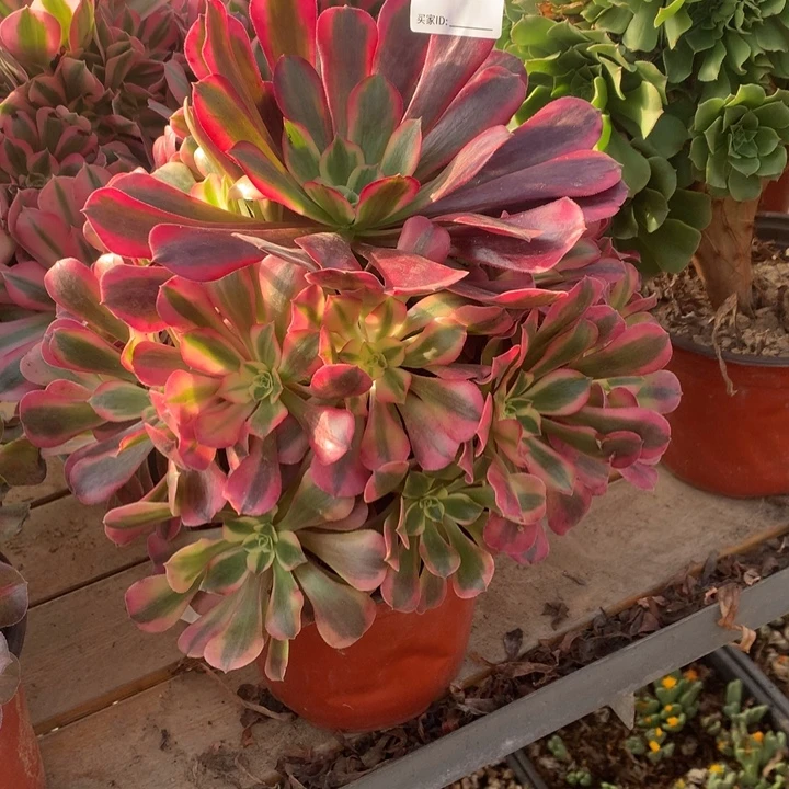 325美杜莎多肉法师，有伤