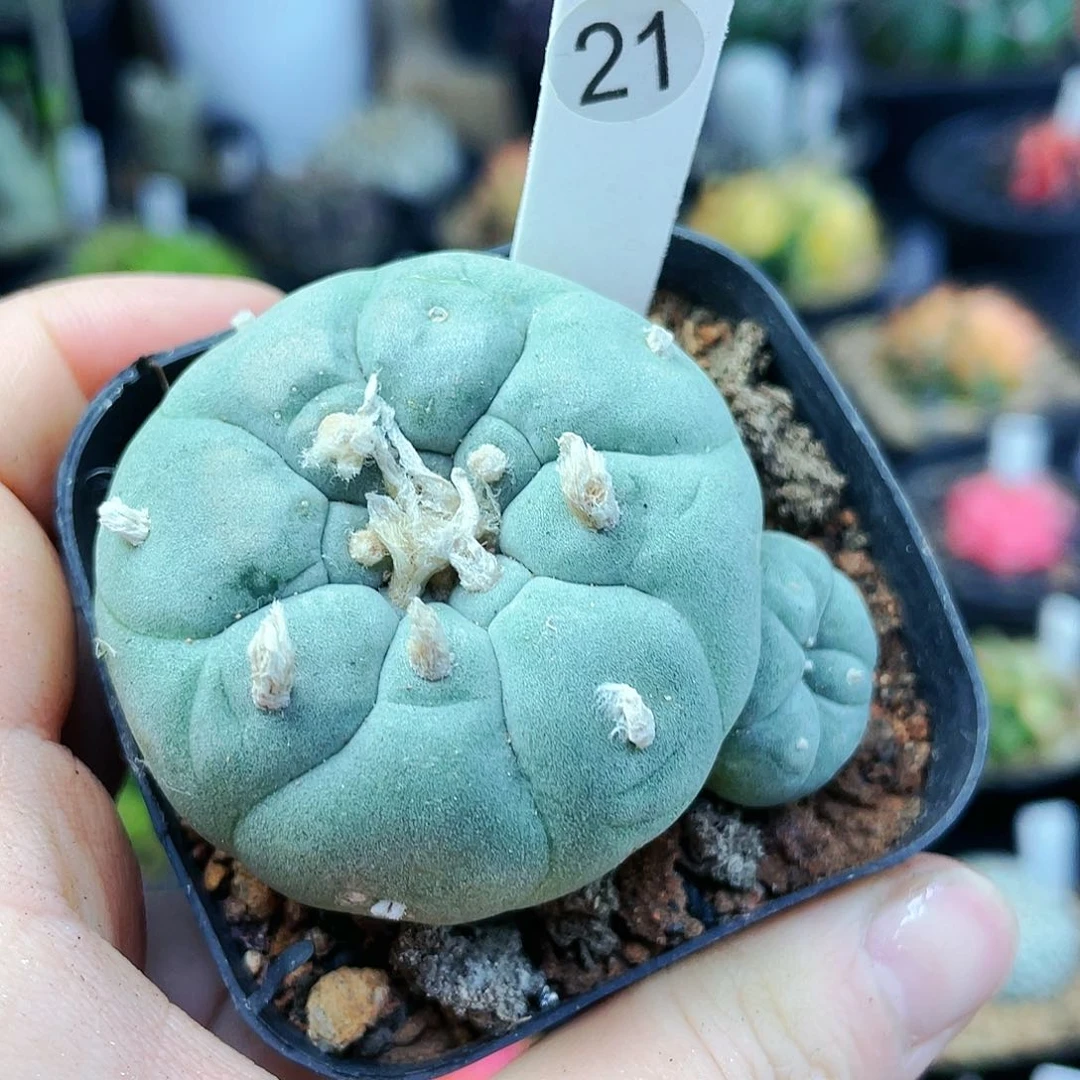 非偏远地区满25包邮发货仙人球