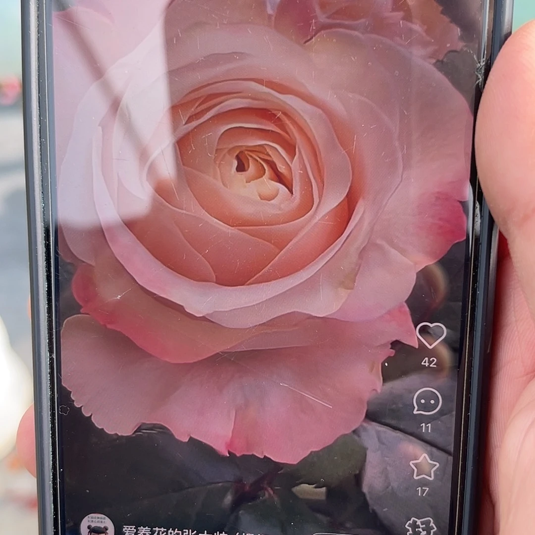 无花朵——暖心奶油素 福利