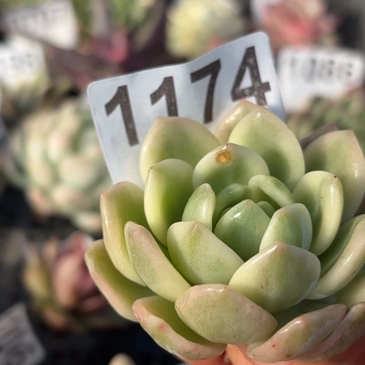 头盖锦多肉植物满18包邮当场凑单不满单隔天发顺丰到付