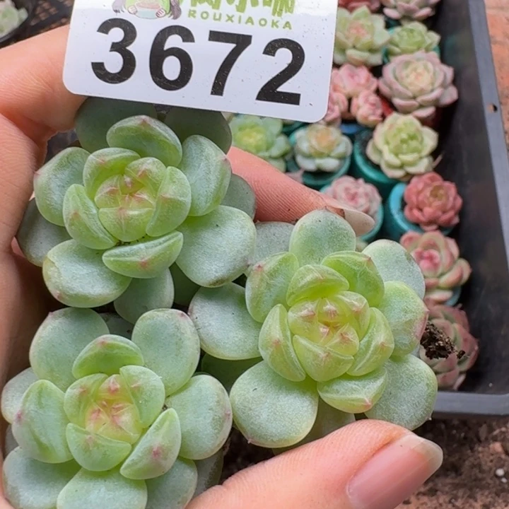 多肉植物多肉植物