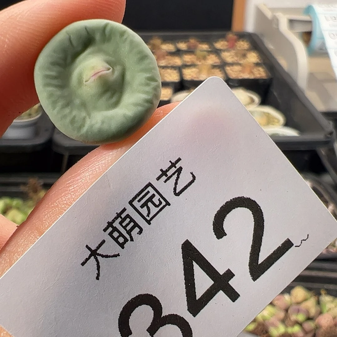 一物一拍           342