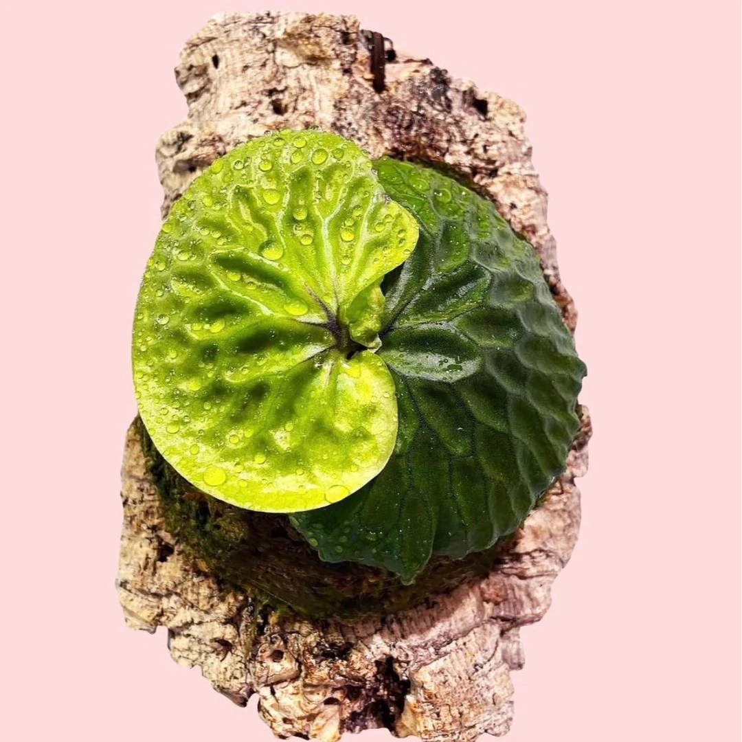 非猴鹿角蕨孢子苗8cm盆苗