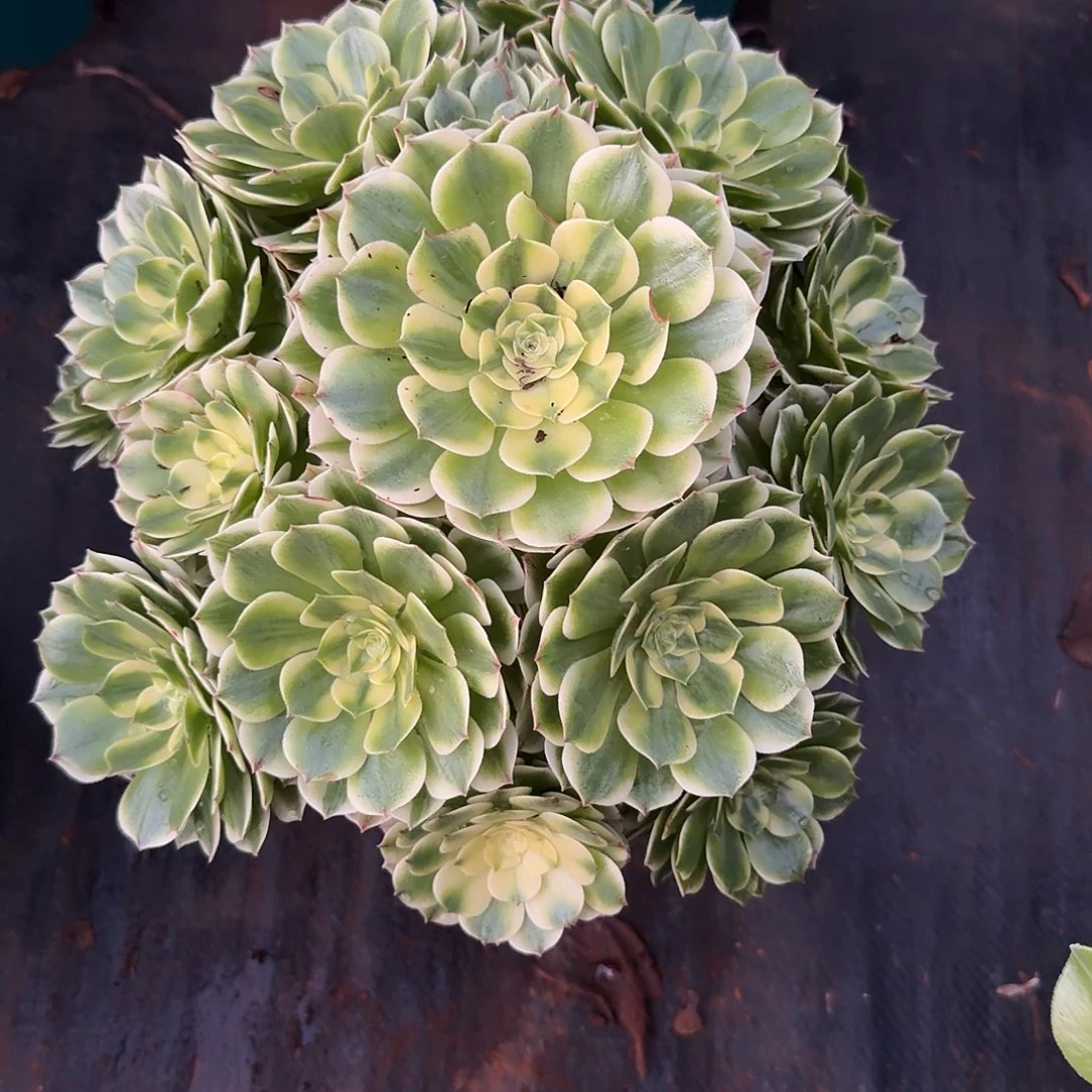 肆***一多肉法师，伊丽莎白