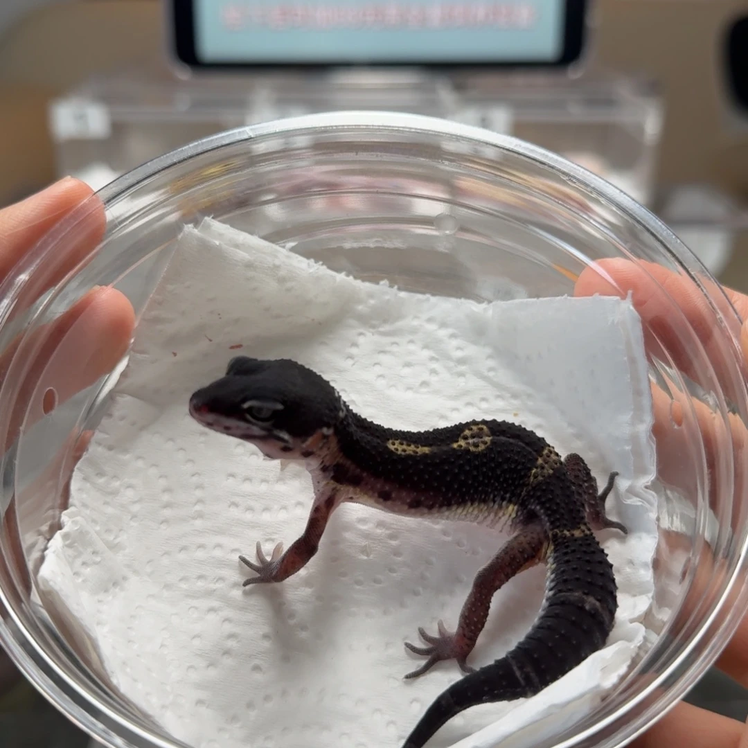 豹纹守宫黑夜母温