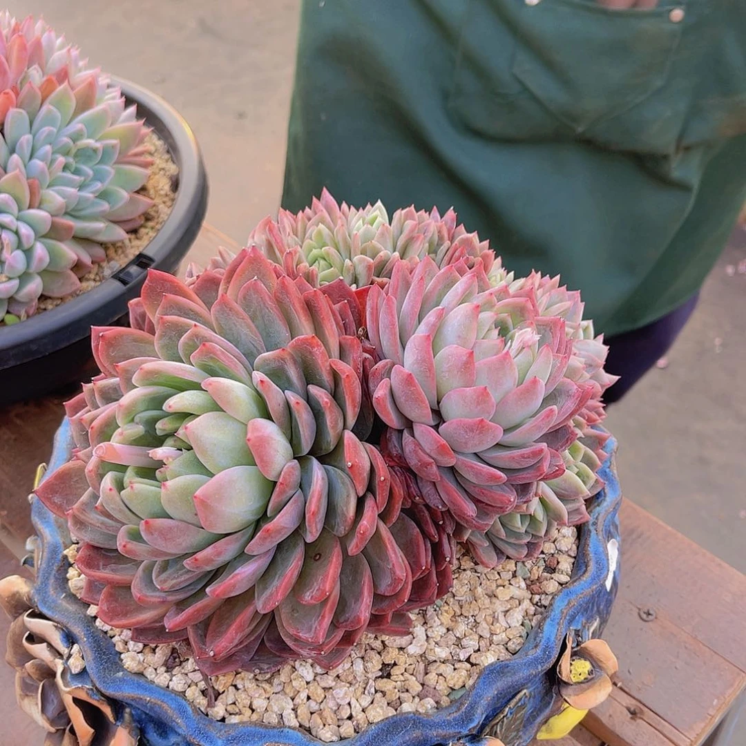 ?****?多肉缀不带盆晴姐