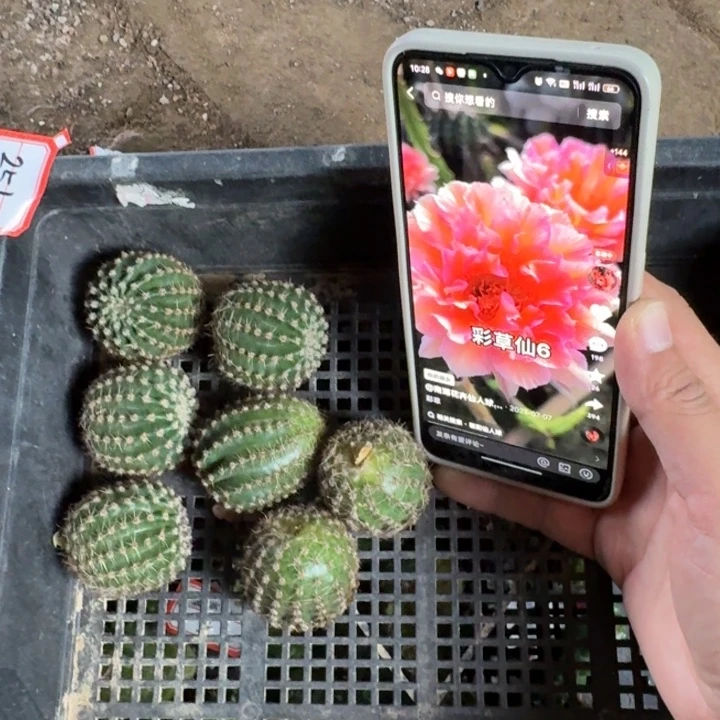251彩草水仙6歪3公分左右无根侧牙，20包邮