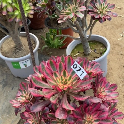 071香奈儿多肉法师