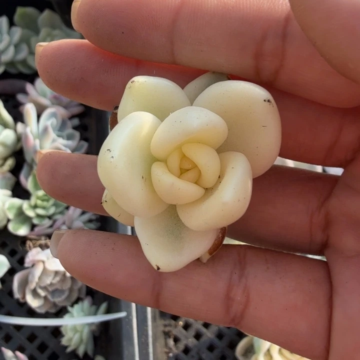 奶油鳄梨锦 一个