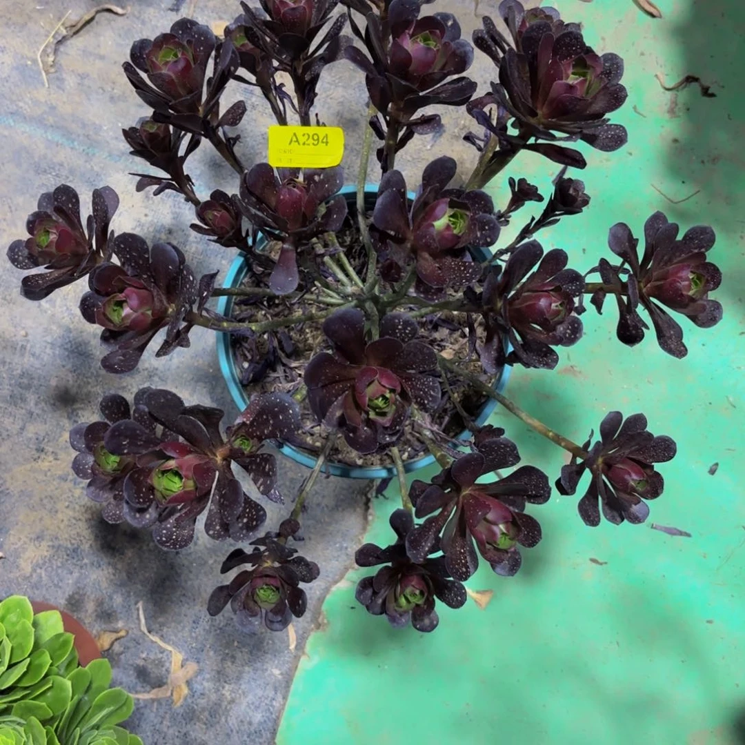 无花朵294忆江南法师多肉植物