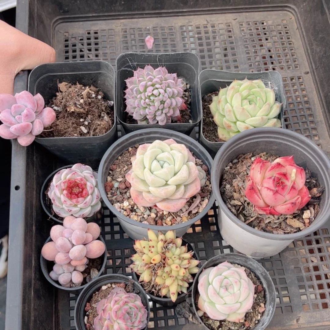 【闪购商品】763十颗