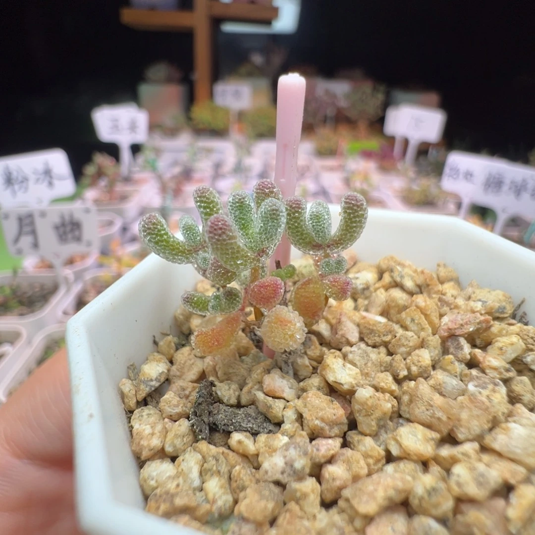 91实生粉冰晶，一年多，拍下不退不换