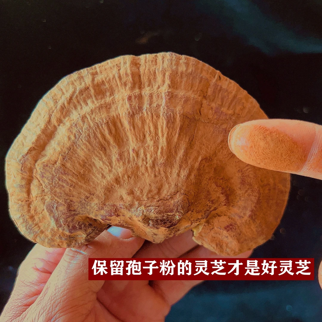 干灵芝表面带孢子粉不经蒸煮拒绝二次利用（不苦）
