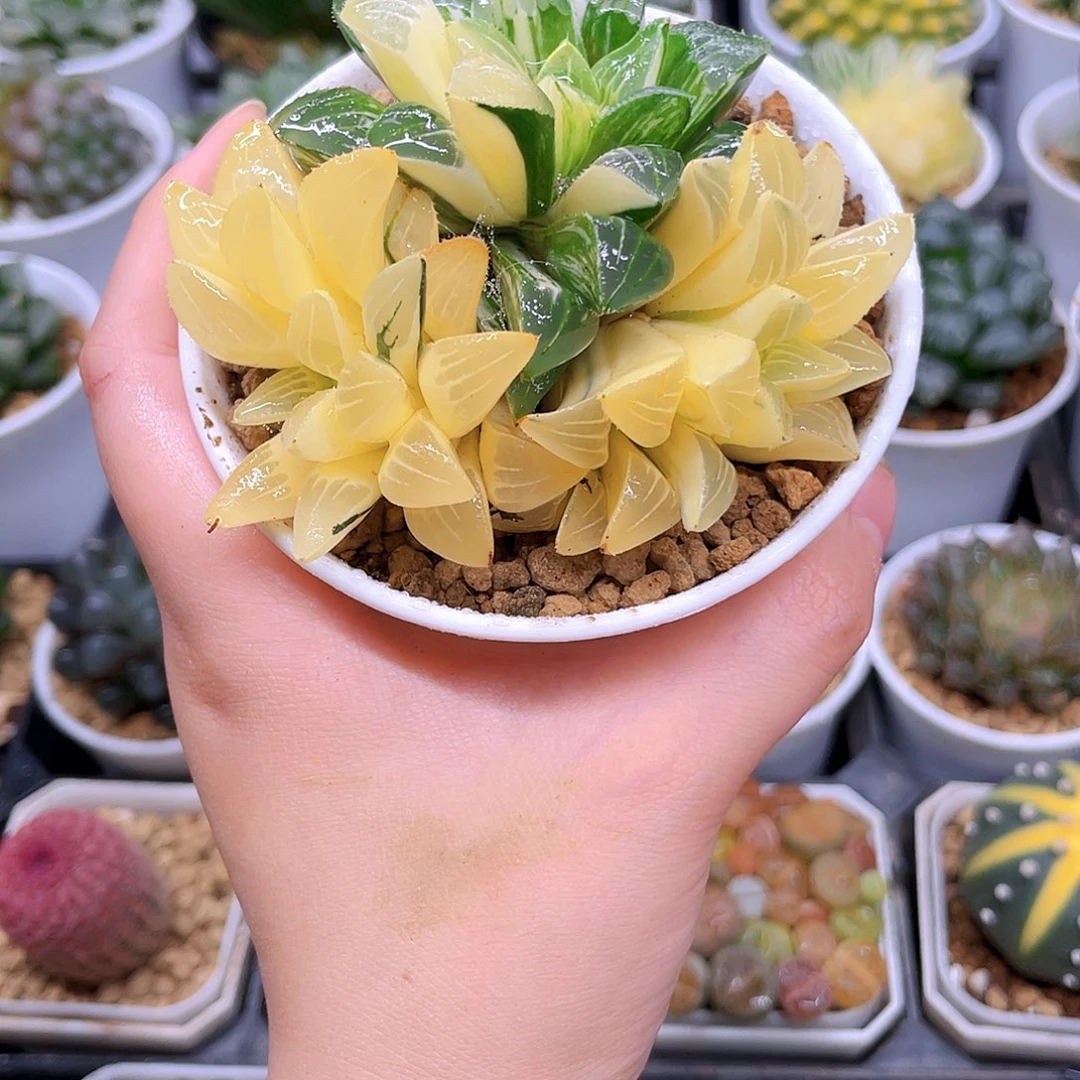 手捧花姬寿锦，原盆