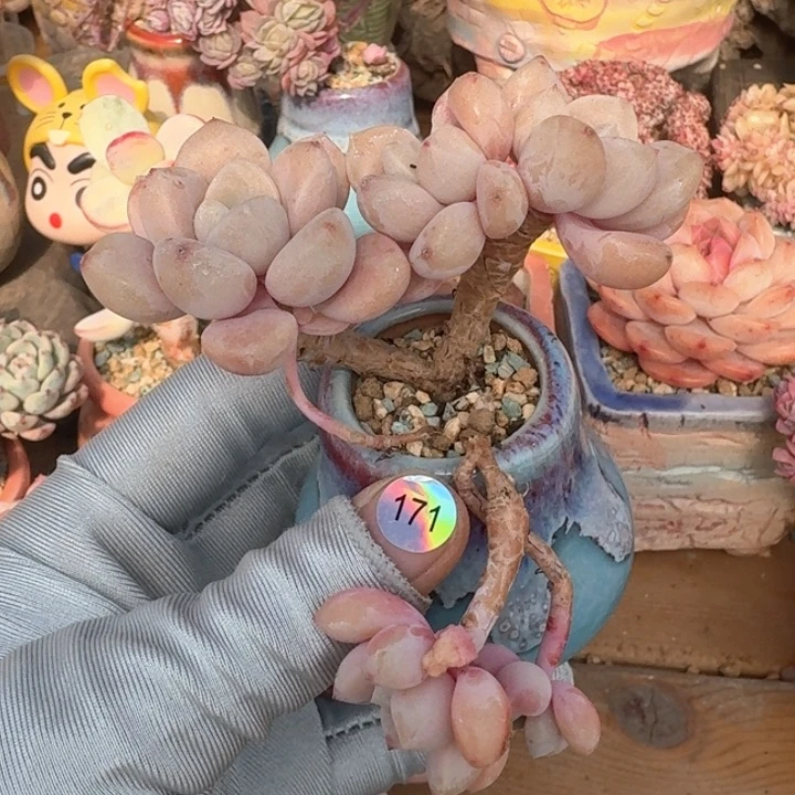 171 多肉含盆土 满30元包邮 除偏远