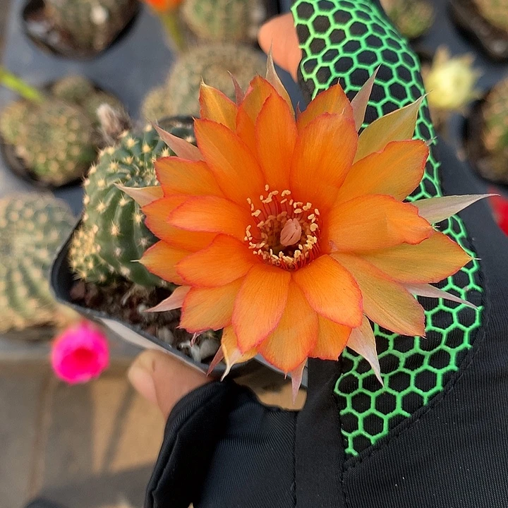 468 实生丽花6厘米