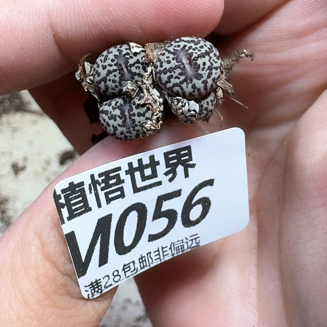 多肉植物的润泽地f