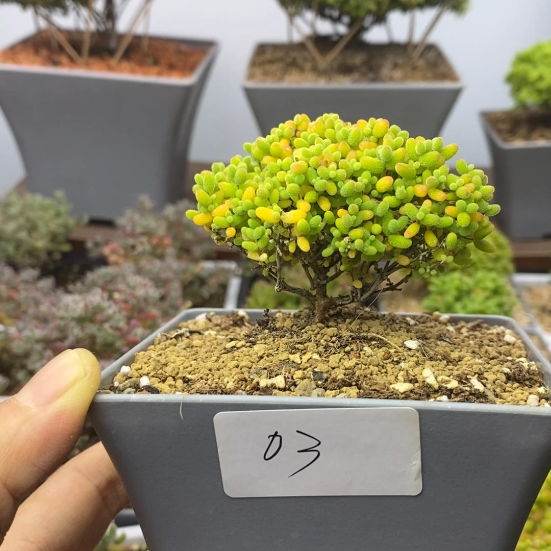 03精控蜜橘糖球枝干