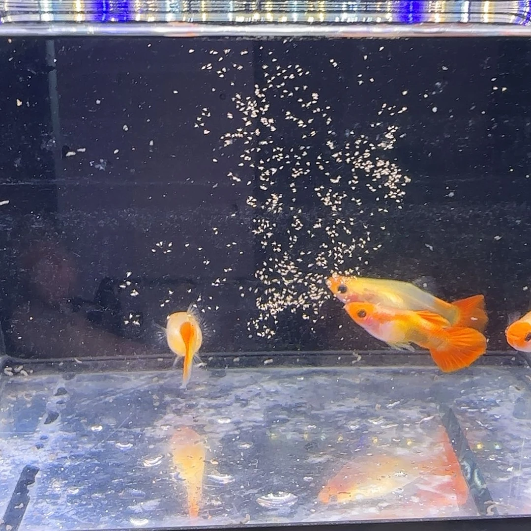 孔雀鱼短体深海蓝玻璃猫两对