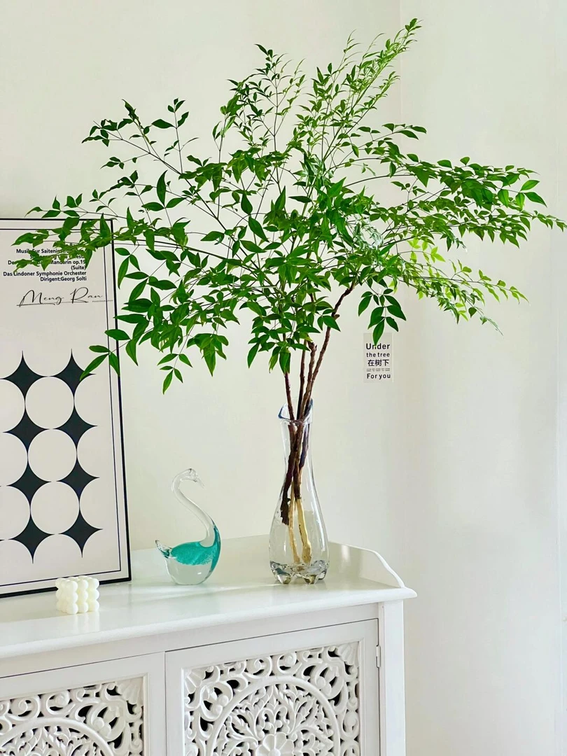 【南天竹】氛围感满满叶材  云南鲜花基地直发