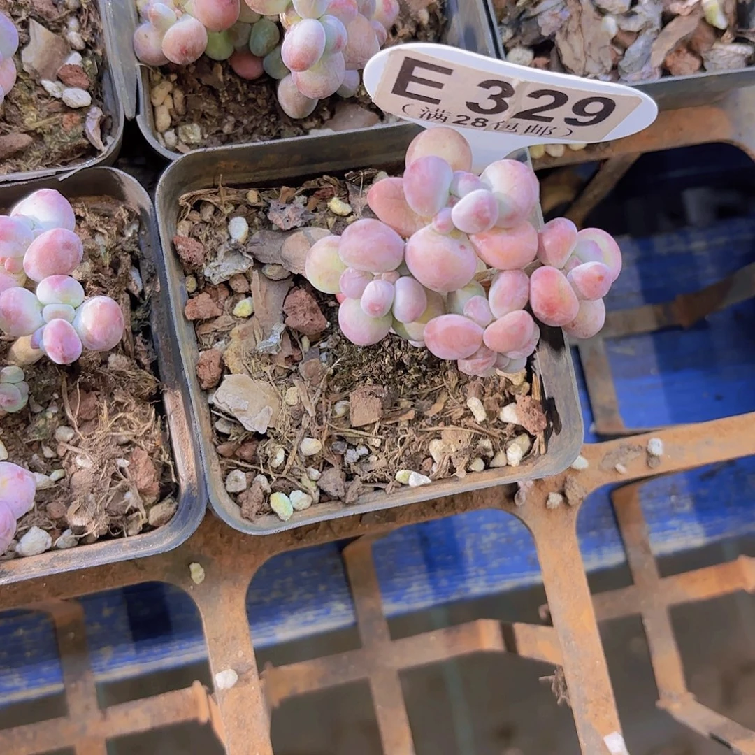 E329苹果奶一物一拍