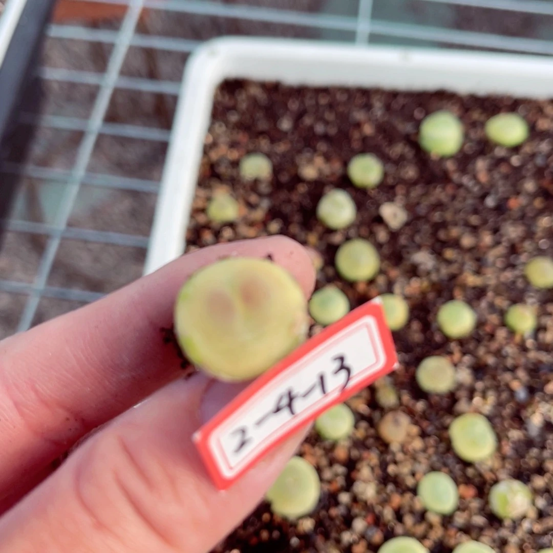 1.5厘米肉锥脱土发……2413