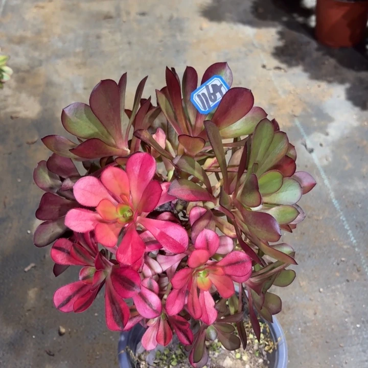 有砍巫毒丛林朵1164