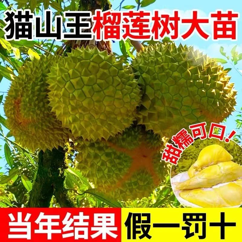 金枕榴莲果树苗南北方种植四季种植矮化苗猫山王榴莲当年结果庭院