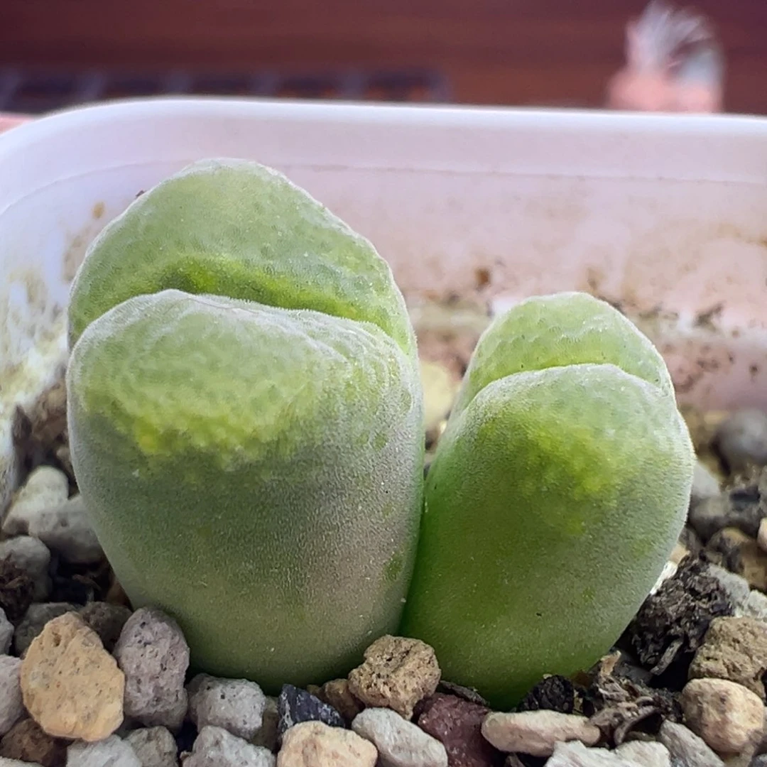 胖虎。