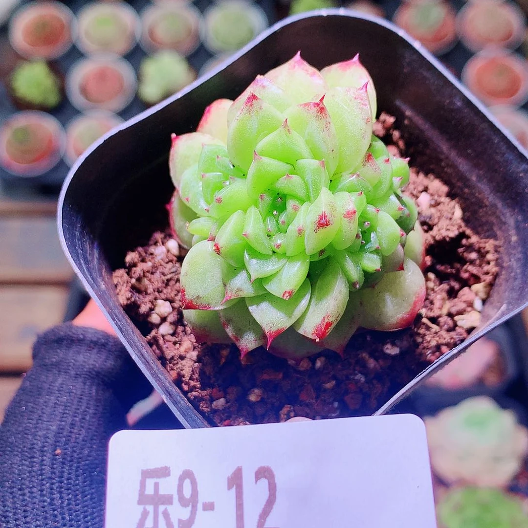 乐然9-12 麦秆群