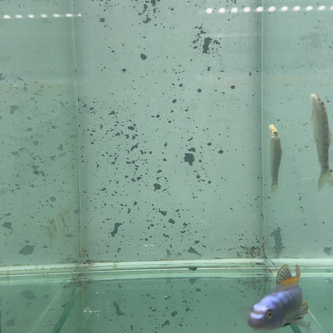 慈鲷野生龙王盲盒一条