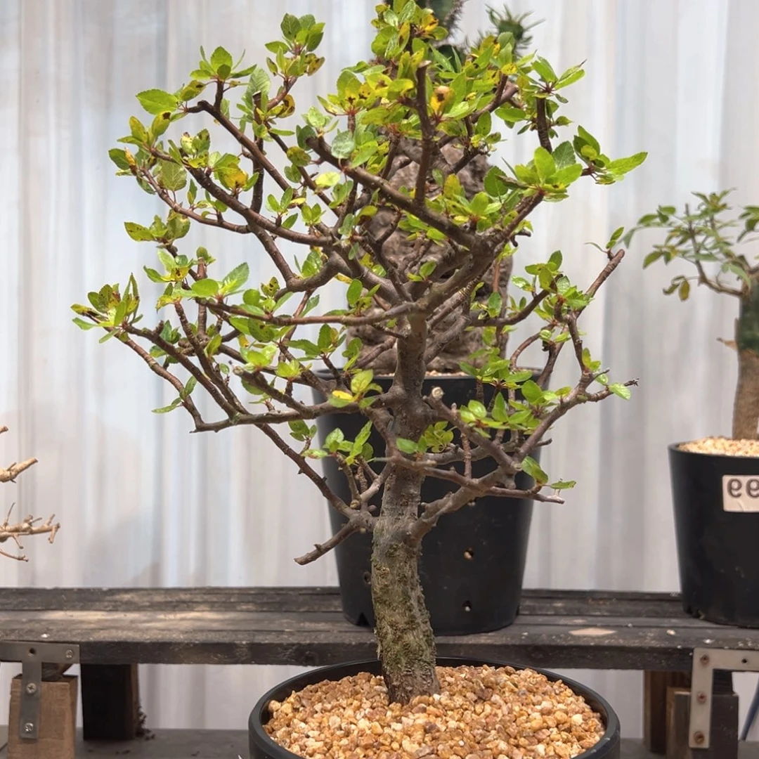 M***g284阿皮纳特橄榄带盆发货