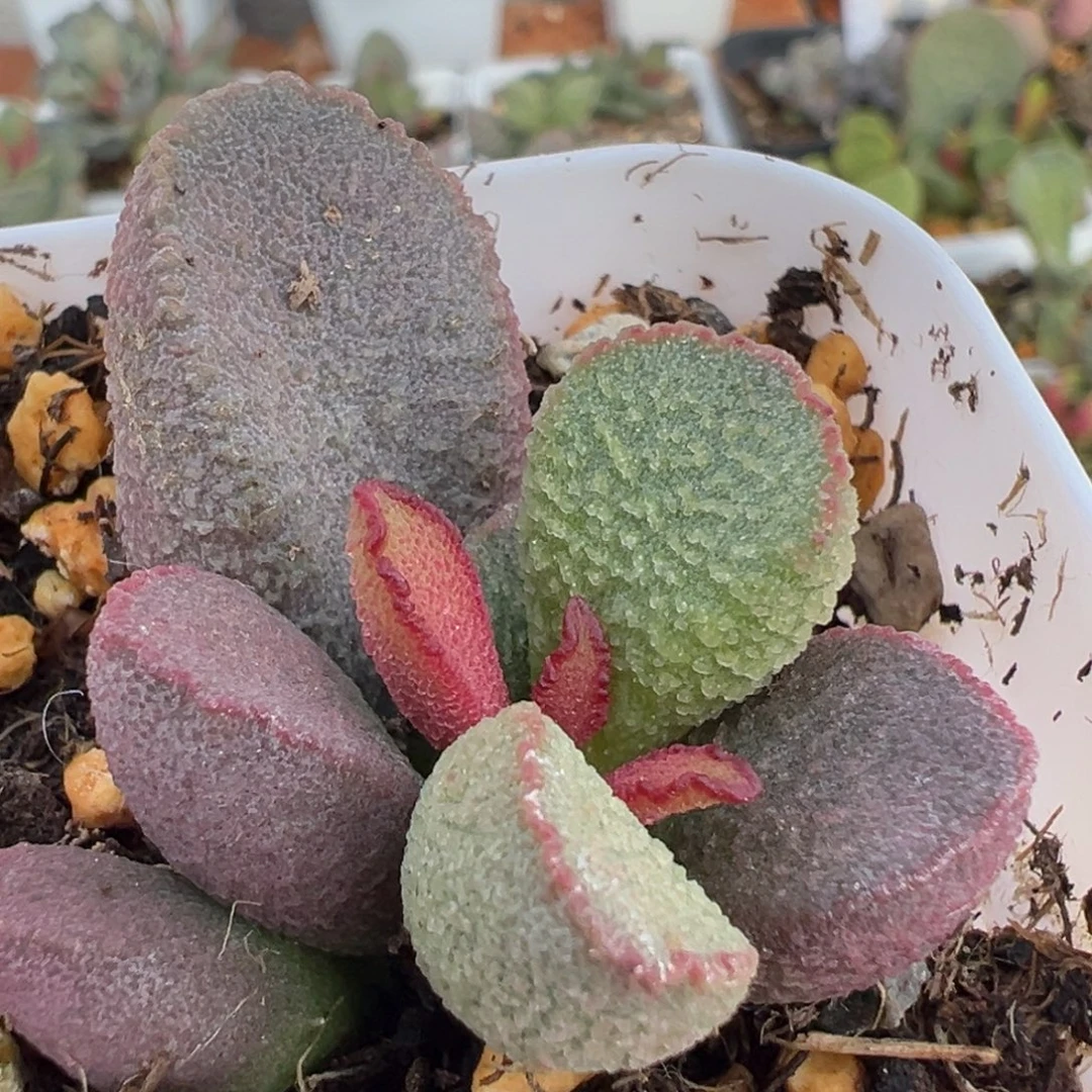 紫嫣大苗多肉植物水泡