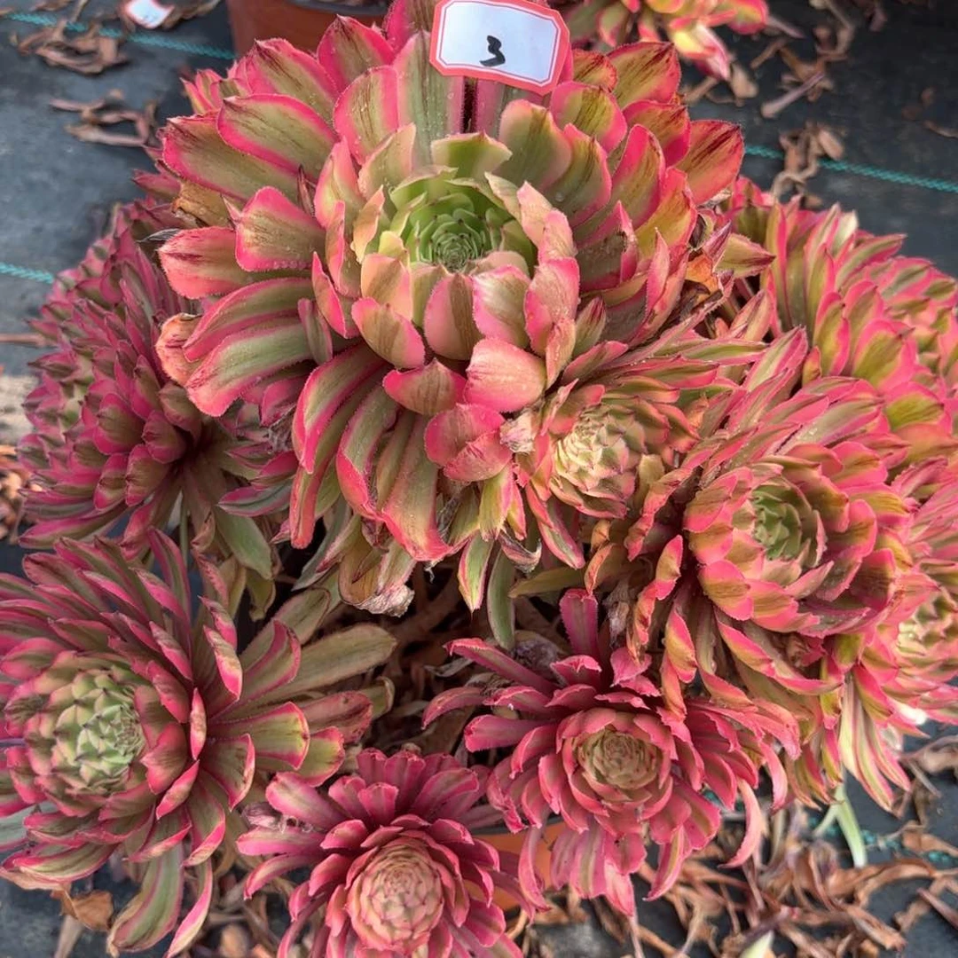 无花朵3粉黛变易多肉植物绿植