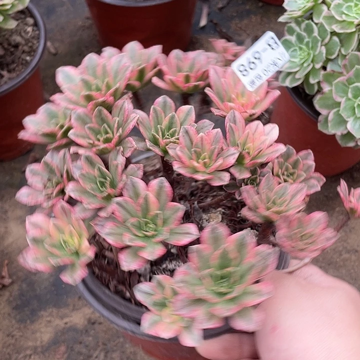 698甜茶多肉植物法师