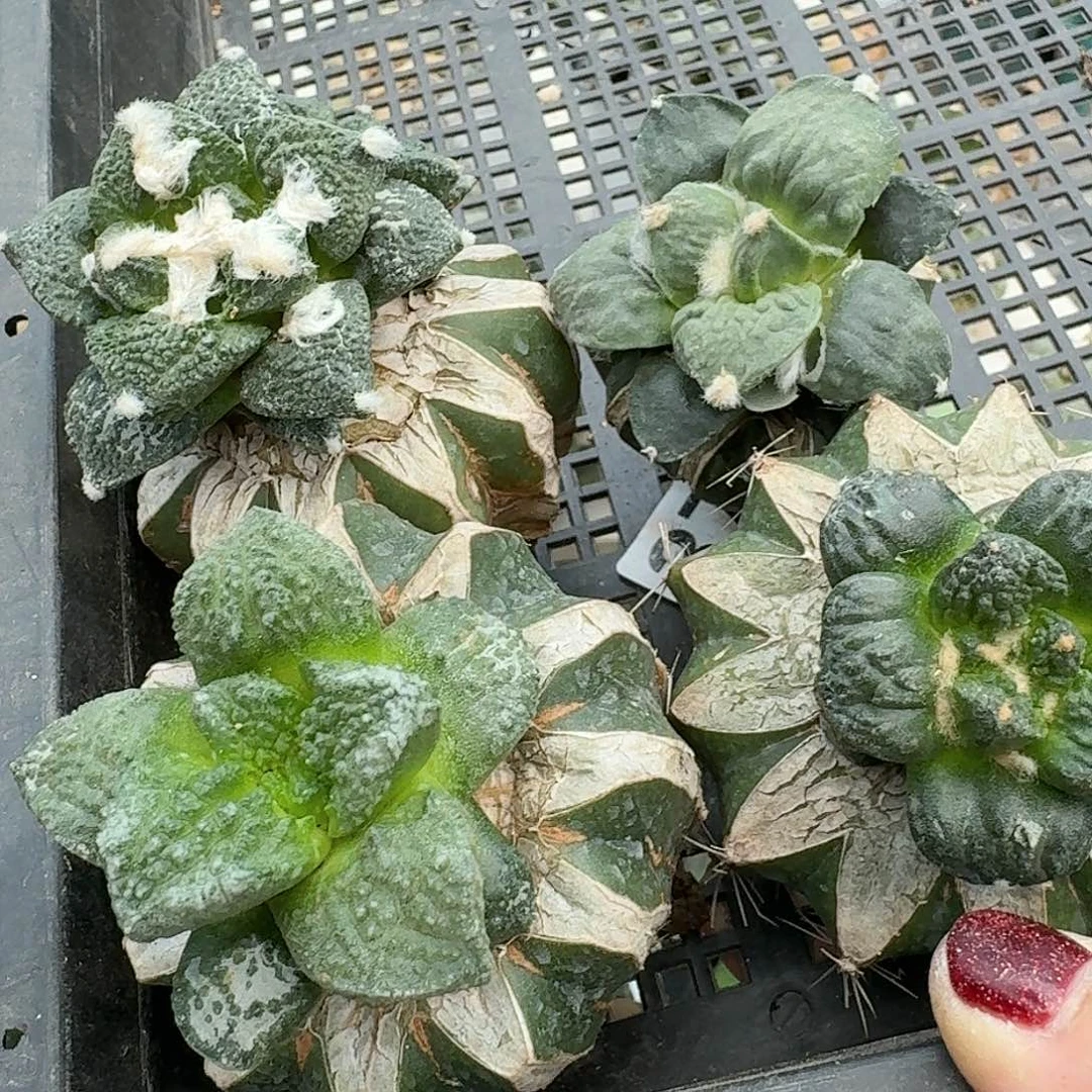 【闪购商品】无花朵一**肌清货四颗牡丹961