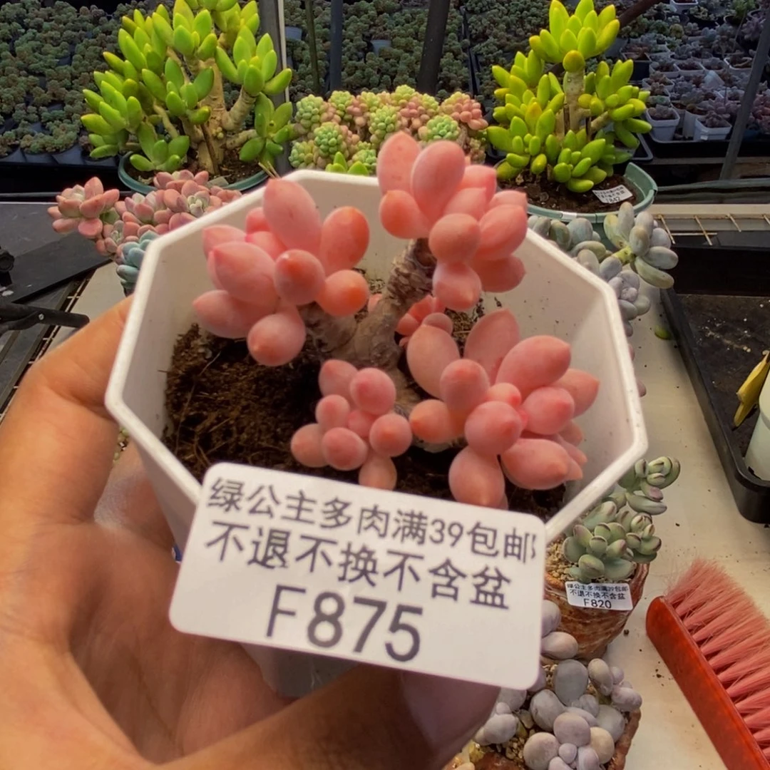 875婴儿手指多肉4c m