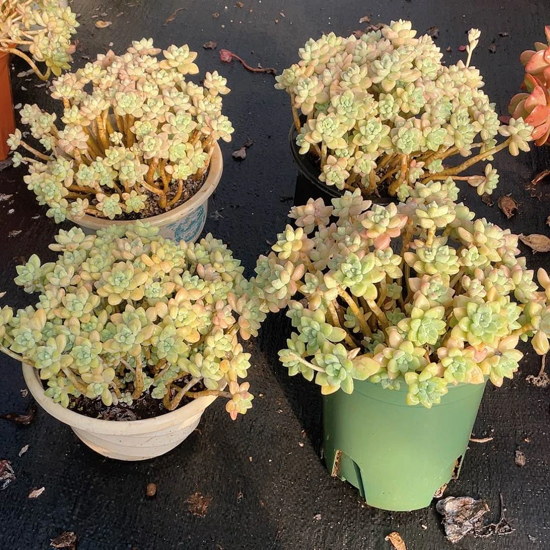 过年福利量拍多肉：蛋糕9.9米