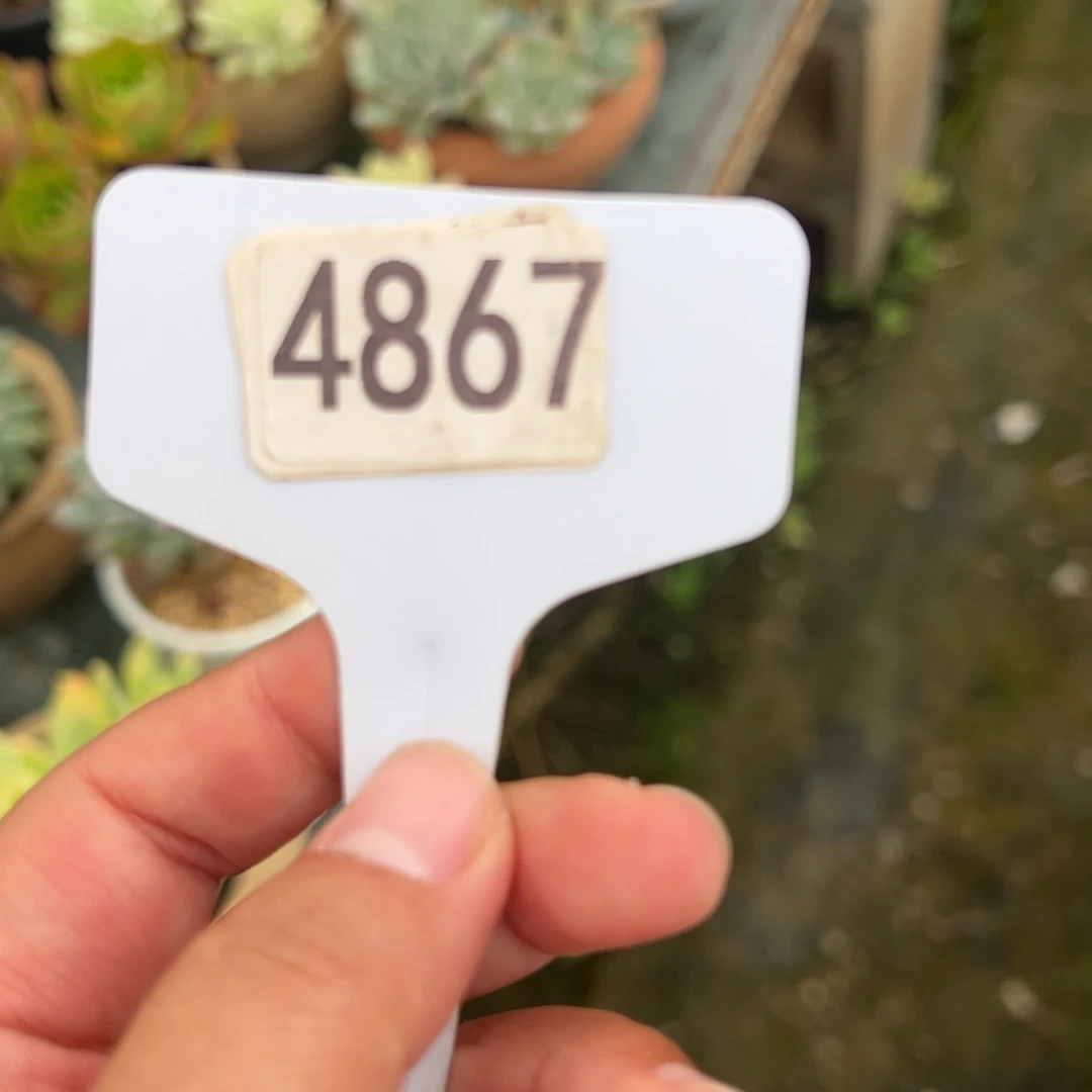 【闪购商品】P4867。1111111