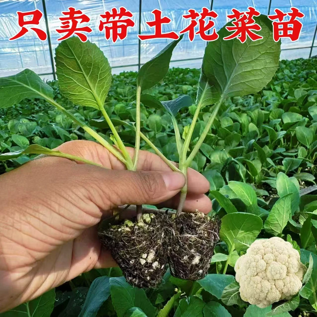 花菜苗秧苗青梗松花菜种苗白花菜四季阳台庭院秋季花椰菜秧苗耐寒