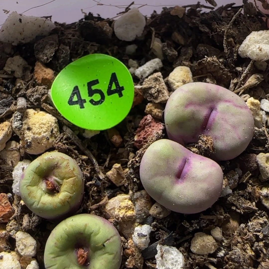 双头红嘴多肉植物454