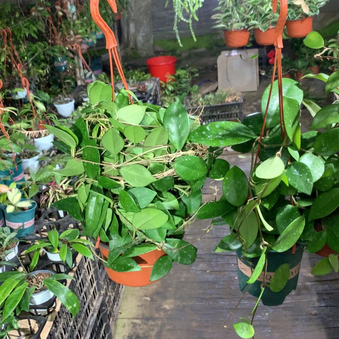 无花朵绿叶红大苗