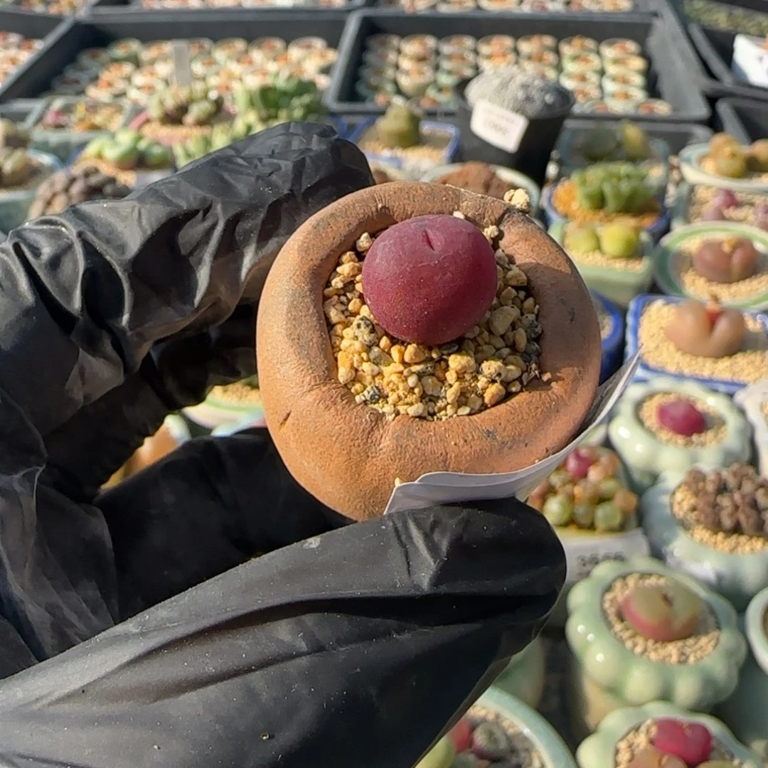 3720--一物一拍 带盆水蜜桃1430.5