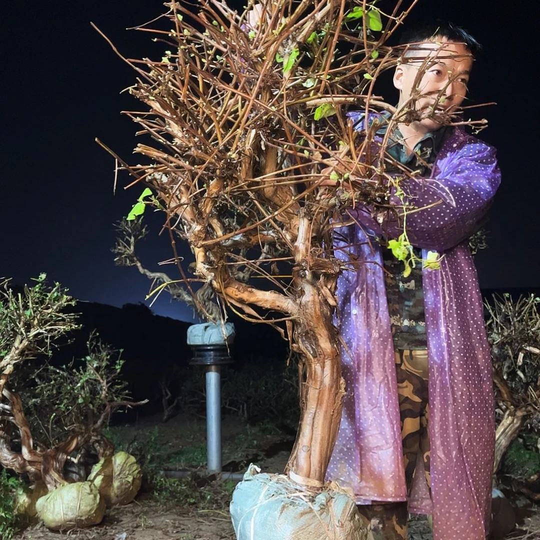 当前无花栽培后可以开花