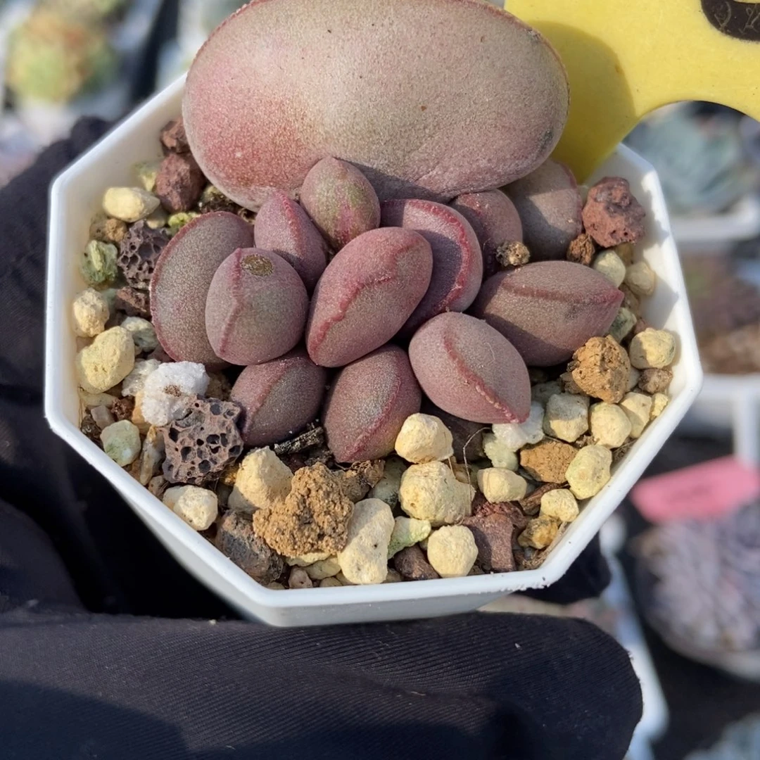6110红蛋多肉植物