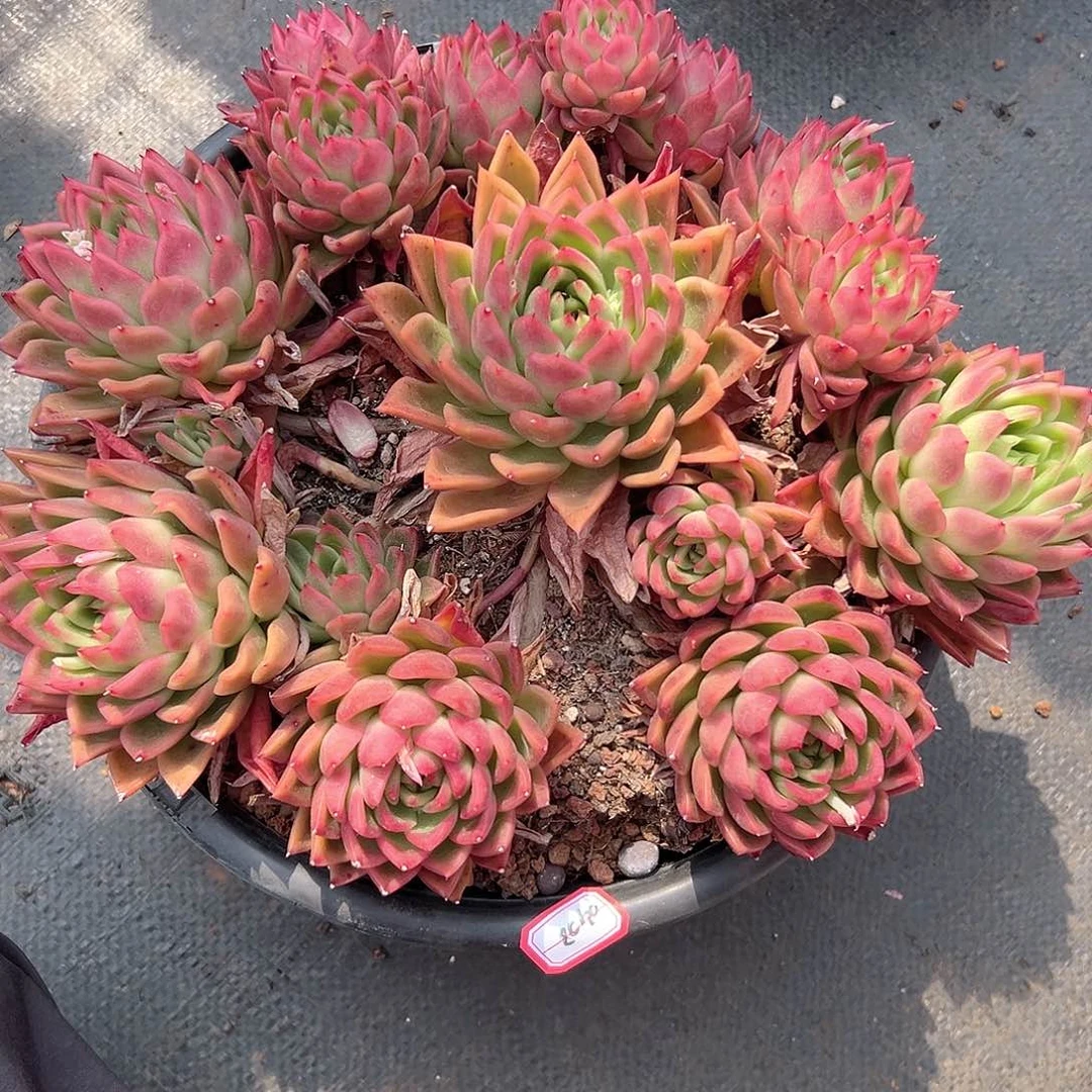 骑****行红东云多肉0408