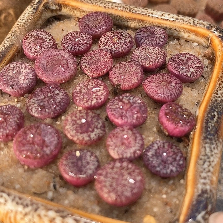 密纹安贞一颗   买3送1