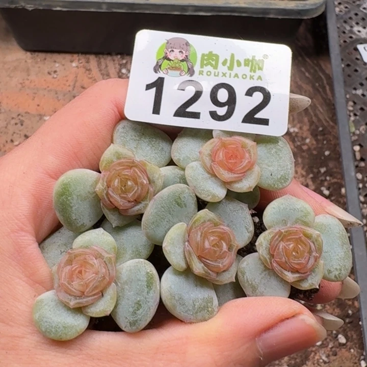 多肉植物多肉植物