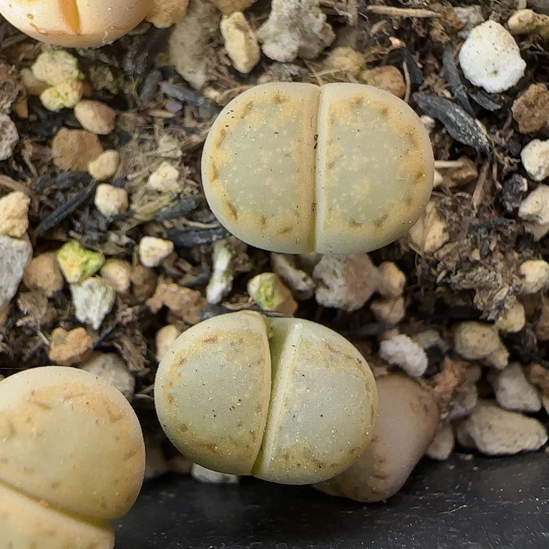 8809。两颗。ex216。。。